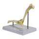 Nasco MG22287 Canine Elbow Model - Angle 2