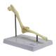 Nasco MG22287 Canine Elbow Model - Angle 3