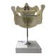 Nasco MG22594 Adult Dentition with Nerves and Roots Model - Back View
