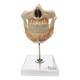 Nasco MG22594 Adult Dentition with Nerves and Roots Model - Front View