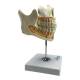 Nasco MG22594 Adult Dentition with Nerves and Roots Model - Side View