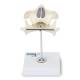 Nasco MG22595 Baby Teeth Model - Back View