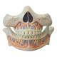 Nasco MG22595 Baby Teeth Model - Front View Close-Up
