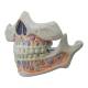 Nasco MG22595 Baby Teeth Model - Left Angle Clode-Up