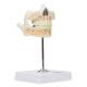 Nasco MG22595 Baby Teeth Model - Right Angle