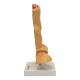 Nasco MG22729 Esophageal Disease Model, 5x Enlarged - Right Side