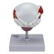 Nasco MG22730 Bladder and Prostate Diseases Model - Back View