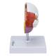 Nasco MG22730 Bladder and Prostate Diseases Model - Side View