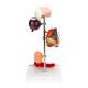 Nasco MG22747 Effects of Arterial Hypertension Pathology Model, 5-Part, Back View
