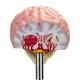 Nasco MG22747 Effects of Arterial Hypertension Pathology Model, 5-Part, Brain Close-up View