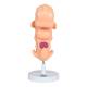 Nasco MG22793 Embryo Model, 50x Enlarged - Angle 1