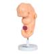 Nasco MG22793 Embryo Model, 50x Enlarged - Angle 2