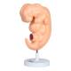Nasco MG22793 Embryo Model, 50x Enlarged - Angle 3