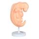 Nasco MG22793 Embryo Model, 50x Enlarged - Angle 4