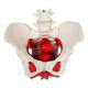 Nasco MG22962 Female Pelvis Model, 6 Parts - Front View