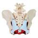 Nasco MG22962 Female Pelvis Model, 6 Parts - Back View