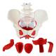 Nasco MG22962 Female Pelvis Model, 6 Parts - Complete Set