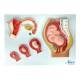 Nasco MG23004 Fertilization Stages and Ovum Development, 5 Parts