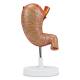 Nasco MG23160 Stomach Model, Enlarged, 2 Parts - Back View