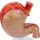 Nasco MG23160 Stomach Model, Enlarged, 2 Parts - Close-up