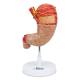 Nasco MG23160 Stomach Model, Enlarged, 2 Parts - Front View