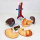 Nasco MG23161 Stomach Model, 6 Parts - Disassembled