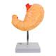 Nasco MG23164 Stomach Model, 2 Parts - Back View