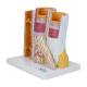 Nasco MG23165 Micro-Anatomy of Artery and Veins Model, 20x Enlarged, Left Angle View