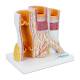Nasco MG23165 Micro-Anatomy of Artery and Veins Model, 20x Enlarged, Right Angle View