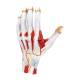 Nasco MG23166 Hand Model, 2x Enlarged, 3 Parts, Back View