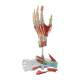 Nasco MG23167 Hand Model, 7 Parts, Back View with Disassembled Parts