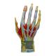 Nasco MG23167 Hand Model, 7 Parts, Back Close-up View