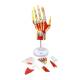 Nasco MG23167 Hand Model, 7 Parts, Front View with Disassembled Parts