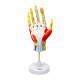 Nasco MG23167 Hand Model, 7 Parts, Front View