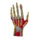 Nasco MG23167 Hand Model, 7 Parts,  Front Close-up View