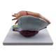 Nasco MG23170 Ovary Model, 5x Enlarged, 2 Parts - Back View