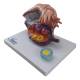 Nasco MG23170 Ovary Model, 5x Enlarged, 2 Parts - Left Angle
