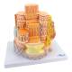 Nasco MG23414 Muscle Fiber Micro-Anatomy Model, 40,000x Enlarged - Front View