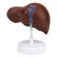 Nasco MG23416 Liver with Gallbladder Model - Back View