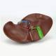 Nasco MG23416 Liver with Gallbladder Model - Bottom View