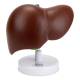 Nasco MG23416 Liver with Gallbladder Model - Front View