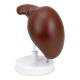 Nasco MG23416 Liver with Gallbladder Model - Left Side