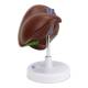 Nasco MG23416 Liver with Gallbladder Model - Right Side