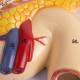 Nasco MG23419 Liver with Gallbladder, Pancreas, and Duodenum Model - Angle 6 Close-up