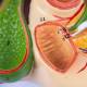 Nasco MG23419 Liver with Gallbladder, Pancreas, and Duodenum Model - Angle 1 Close-up