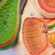 Nasco MG23419 Liver with Gallbladder, Pancreas, and Duodenum Model - Angle 2 Close-up