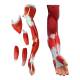 Nasco MG23421 Muscle Figure Model, Half-Size, 30 Parts - Arm Muscles
