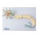 Nasco MG23433 Neuron with Dendrite and Axon, 2,500x Enlarged, 2 Parts - Angle 1