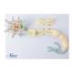 Nasco MG23433 Neuron with Dendrite and Axon, 2,500x Enlarged, 2 Parts - Angle 2