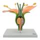 Nasco MG23451 Flower Dicotiledonea Model, 14x Enlarged, 3 Parts